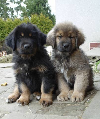 Tibetsk� doga s PP