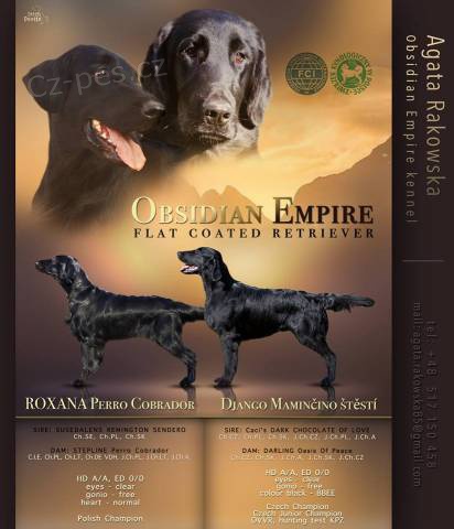 Flat Coated Retriever - �t��ata s PP