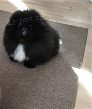 �t�n� pekin�ze s PP