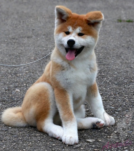 kr�sn� akita �t��ata 