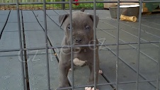 kr�sn� �t��ata pitbull oba 