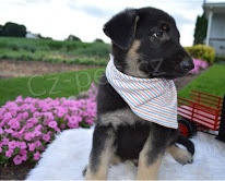 kr�sn� n�meck� ov��ka 