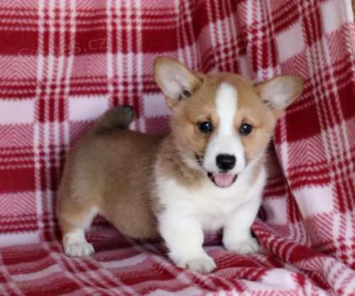 P��telsk� vel�sk� Corgi (Pembroke) �t��ata