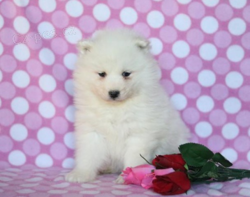 Okouzluj�c� samojedsk� �t��ata