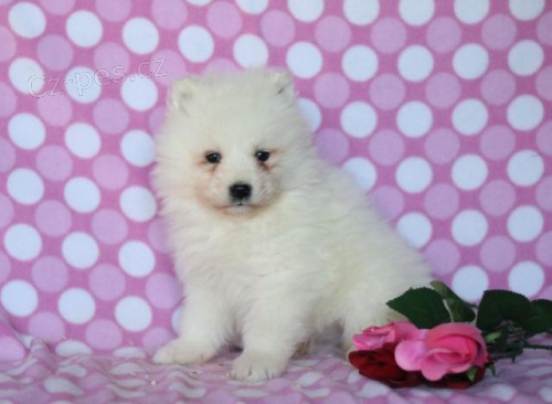 Okouzluj�c� samojedsk� �t��ata