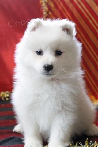 Hrav� samojedsk� �t���tka