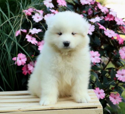 Nad�chan� samojedsk� �t���tka