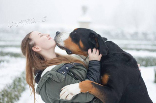 Ve�k� �vaj�iarsky sala�n�cky pes