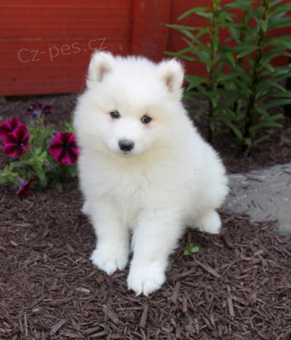 Kr�sn� samojedsk� �t���tka