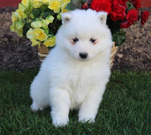 Kr�sn� samojedsk� �t��ata