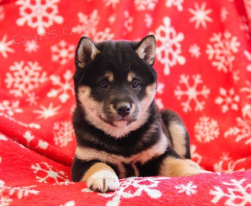 Roztomil� �t��ata Shiba Inu