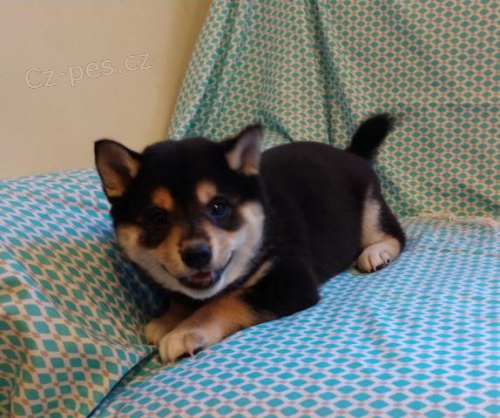 Kr�sn� Shiba Inu �t��ata