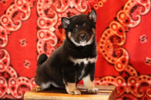 Atraktivn� �t��ata Shiba Inu