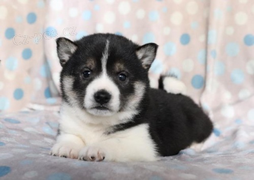 Mil� �t��ata Shiba Inu