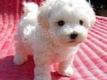 bolognese �t��ata p�ipravena