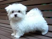 dob�e vycvi�en� maltsk� �t���tka