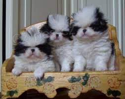 p�ipravena pro v�s kr�sn� japonsk� �t���tka Tchin