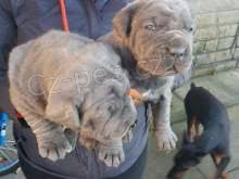  Neapolsk� doga �t��ata k dispozici