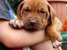  dv� �t��ata rhod�sk�ho ridgebacka jsou nyn� k dispozici