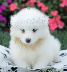  kr�sn� samojedsk� �t���tka jsou p�ipravena pro v�s