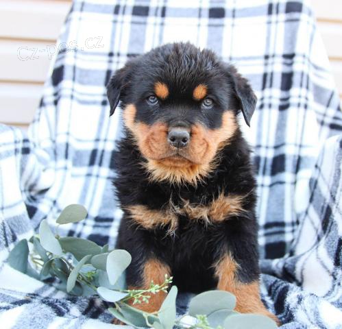 loaj�ln� rotvajler �t��ata