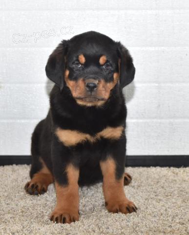 Roztomil� Rotvajler �t��ata