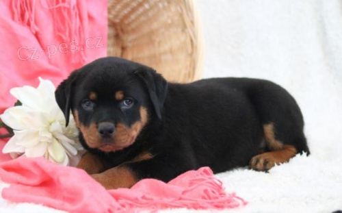 Rodinn� �t��ata Rotvajler�