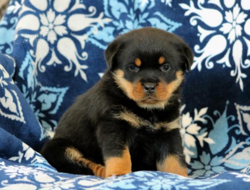 P��telsk� Rotvajler �t��ata