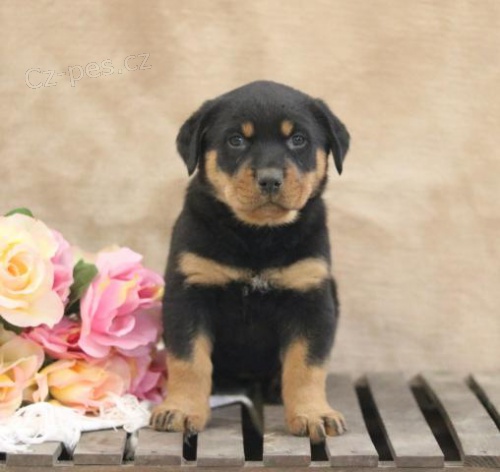 Okouzluj�c� Rotvajler �t��ata