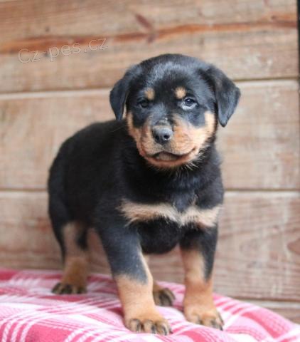 Hezk� �t��ata Rotvajler�