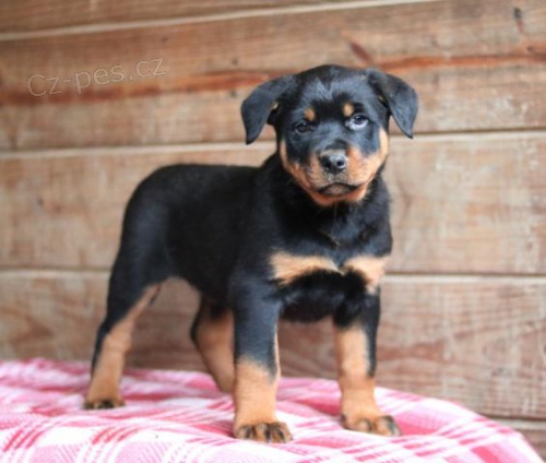 Hezk� �t��ata Rotvajler�