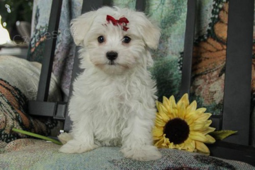 Nad�chan� maltsk� �t���tka