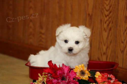 Kr�sn� maltsk� �t��ata