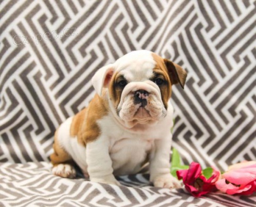 Roztomil� anglick� buldok �t��ata