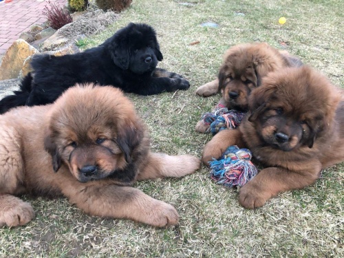 Tibetsk� doga-�t��ata ji� k odb�ru