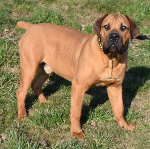 BOERBOEL  s PP  -7 m�s�c� pes