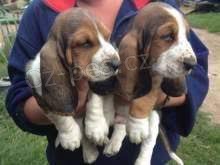 dv� �t��ata Baset Hound