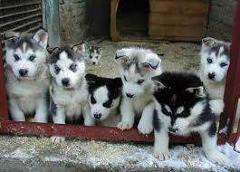 Sibi�sk� Husky