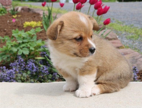 Pembroke welsh corgi �t���tka p�ipravena k prodeji