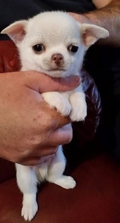 �ivava �t��ata pro nov� domovy