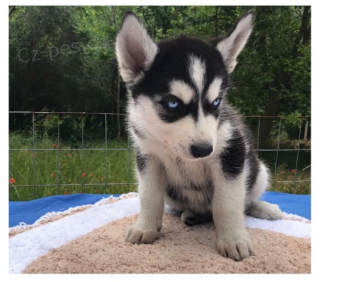 �t��ata sibi�sk�ho husky