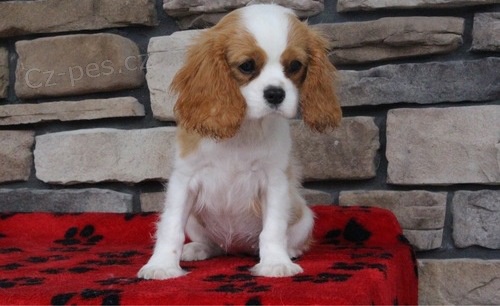 Kaval�r King charles kokr�pan�l �t��ata