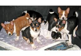 dv� �t��ata Baset Hound