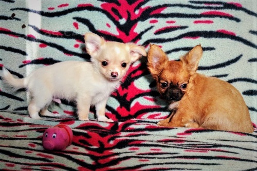 �ivava - pejsci s PP 