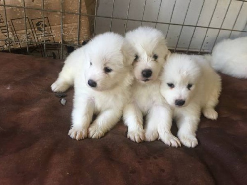 Roztomil� samojed �t��ata