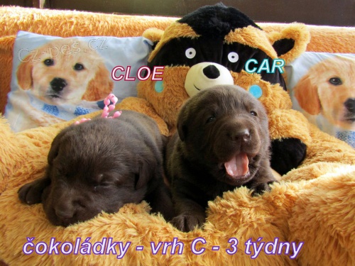 �okol�dov� labrador