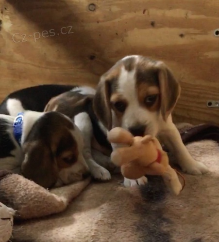 Kr�sn� vrh beagl�, k dispozici jak mu�sk�, tak �ensk�. K dispozici je tak� mo�nost vid�t p��slu�n� rodi�e.