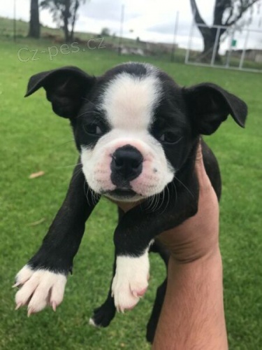 Kr�sn� �t���tka Bostonsk�ho teri�ra!