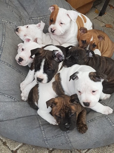 K dispozici americk� Pitbull Terrier UKC 