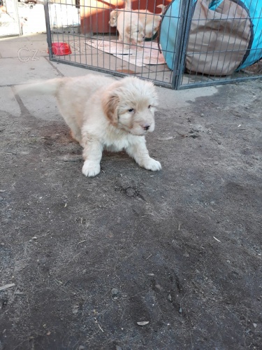 Hovawart �t��ata 